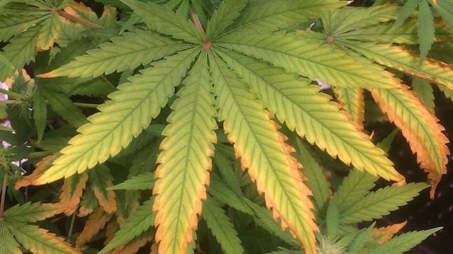 Estrés térmico (2)|endobacterias estres